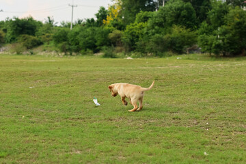 Naklejka na ściany i meble Labrador retriever Junior running on grass with smile and friendly face.