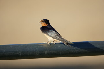 Barn swallow standing on a metal railing at a horse arena in Northern California 