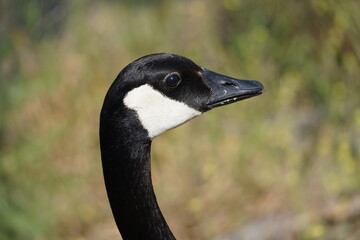 Canada goose in Northern California 