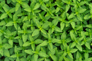 Dense, fresh mint leaves, bushes © fengchen