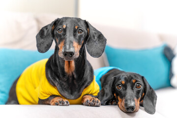 Two charming dachshunds are sitting on a blue sofa and looking attentively and sadly into the camera. Two dogs in the house, parenting 