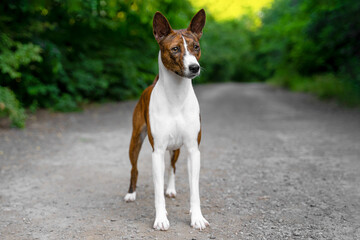 Portrait dog of a red basenji standing in a summer forest. Take a walk with puppy Basenji Kongo Terrier Dog. Pet training and education..