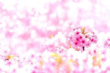 Fototapeta na wymiar 桜　河津桜　Cerasus ×kanzakura ‘Kawazu-zakura’
