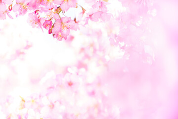 Fototapeta na wymiar 桜　河津桜　Cerasus ×kanzakura ‘Kawazu-zakura’