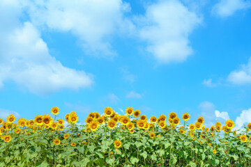 ヒマワリ畑と青い空　Helianthus annuus