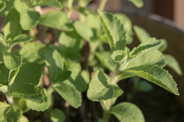 potted stevia grown at home indoors stevia rebaudiana
