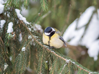 Cute bird Great tit, songbird sitting on the fir branch with snow in winter