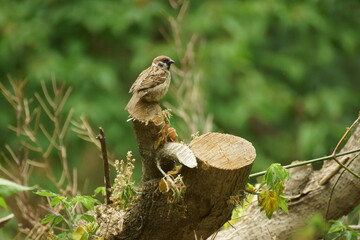Sparrow sticking out of the ground part of a tree trunk