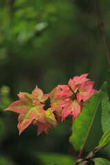森の中の雨上がりの赤い葉、水滴
