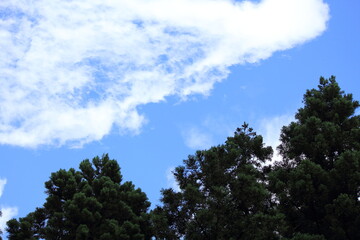 杉の木と青い空