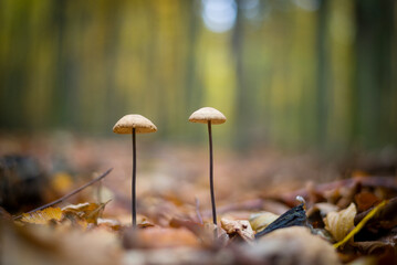 mushroom