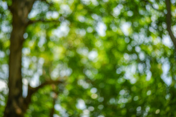 Natural Green Blur Photo Background Under Trees For Decorative Wallpaper
