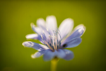 Fototapeta premium flower