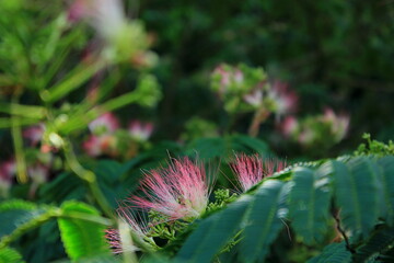 ねむの木の接写
