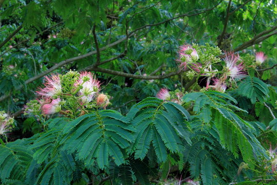 ねむの木 の画像 6 355 件の Stock 写真 ベクターおよびビデオ Adobe Stock