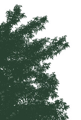 Silhouettes of branches with foliage on a white background. Vector realistic monochrome illustration of American maple.