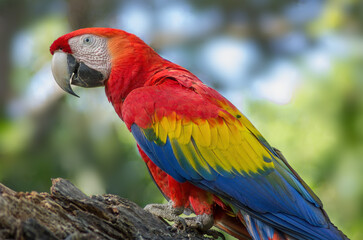Portrait of a Scarlet Macaw, Ara macaw, shown in Panama. This species is the national bird of Honduras.