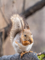 Fototapeta premium The squirrel with nut sits on a branches in the spring or summer.