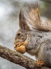 Fototapeta premium The squirrel with nut sits on a branches in the spring or summer.