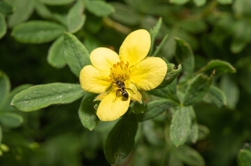Ant on a flower covered with yellow pollen