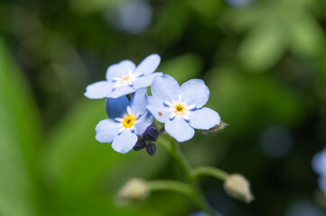 Small flowers with velvety blue petals