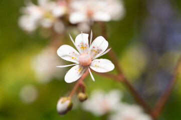 A saxifrage flower taken at close range