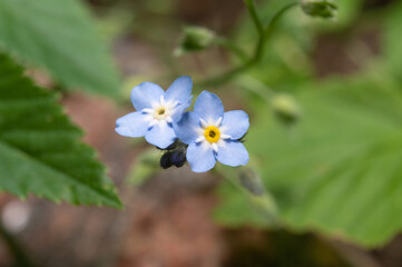 Small flowers with velvety blue petals