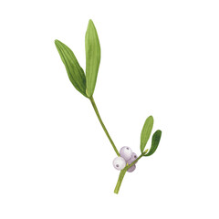 Christmas Mistletoe branch and berries isolated on white. Watercolor hand drawn Xmas illustration. Art for greeting card