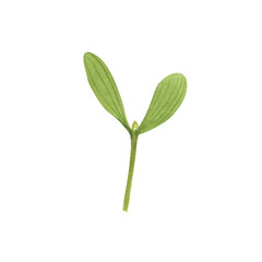 Christmas Mistletoe branch isolated on white background. Watercolor hand drawn Xmas illustration. Art for decoration