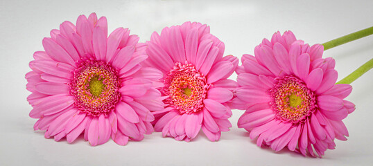 three pink gerber flowers