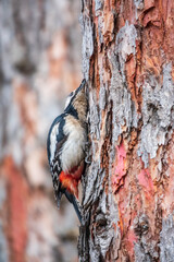 Little woodpecker sits on a tree trunk. The great spotted woodpecker, Dendrocopos major