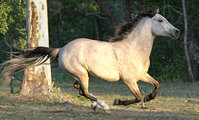 horse galloping in the field
