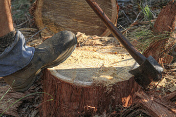 axe in stump