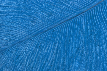 Texture of blue tropical bird feather, background macro. Structure of sapphire fluffy plumage....