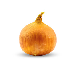 Whole onion in the husk on a white background.