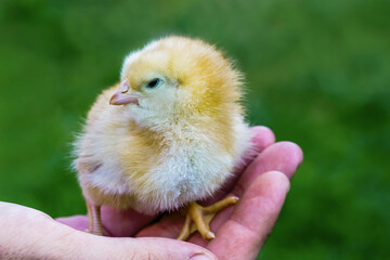 A cute chick sits in a person's hand