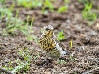 A fieldfare chick, Turdus pilaris, has left the nest and sitting on the spring lawn. A fieldfare...