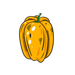 Hand drawn yellow sweet pepper. Sketch style vector art.