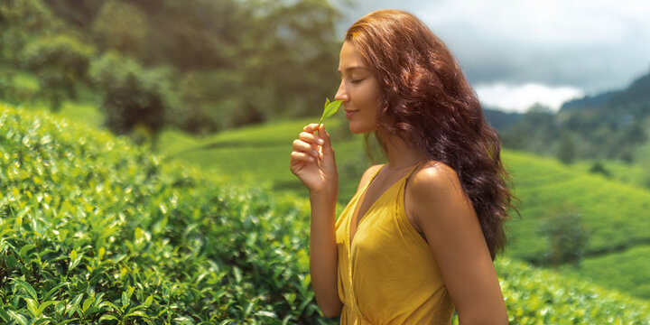 Traveler woman picking up green tea leaves and smelling, holding in hand during her travel to famous nature landmark tea plantations. Romantic brunette Asian girl in stylish yellow dress enjoying her