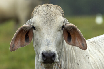 Brahman Cattle in Queensland Australia - obrazy, fototapety, plakaty