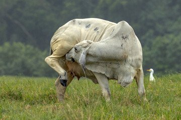 Brahman Cattle in Queensland Australia