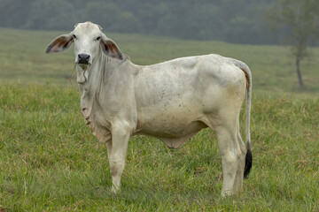 Brahman Cattle in Queensland Australia - obrazy, fototapety, plakaty