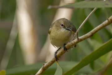 Large-billed Gerygone in Queensland Australia