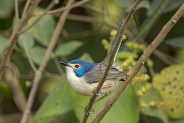 Lovely Fairywren in Queensland Australia