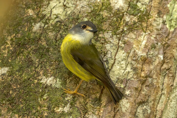 Pale Yellow Robin in Queensland Australia