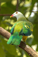 Wompoo Fruit Dove in Queensland Australia