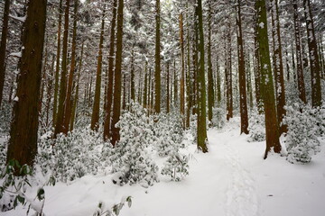 cedar forest covered with snow