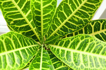 leaves of croton, peculiar veins and color