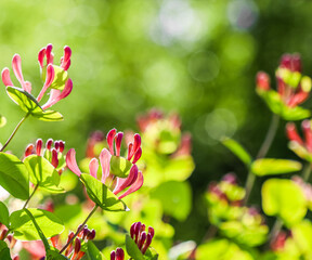 Floral background. Pink Honeysuckle buds and flowers in a sunny garden. Lonicera caprifolium,...