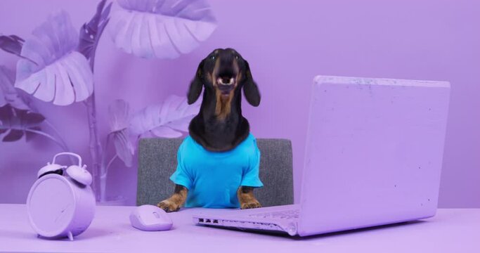 Dog boss chastises for poor work of builders and team of painters. Foreman dog chastises crew for poorly made repairs. Dachshund dog is sitting desk in office in lilac color and barks indignantly.